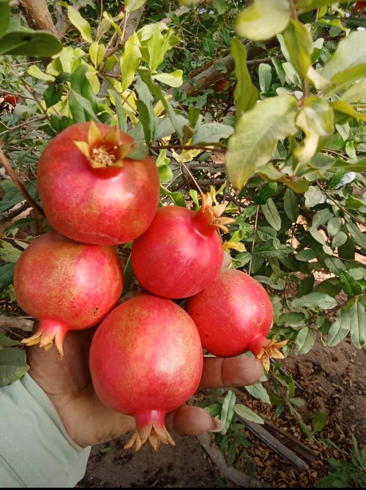 IMG-20250316-WA0007